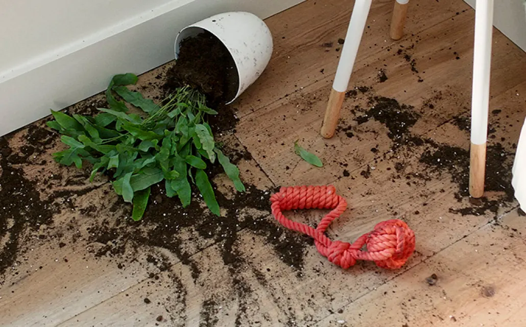 Dirt and debris scattered on vinyl flooring during a cleaning task | Kay Riley Carpet & Flooring